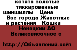 котята золотые тиккированные шиншиллы › Цена ­ 8 000 - Все города Животные и растения » Кошки   . Ненецкий АО,Великовисочное с.